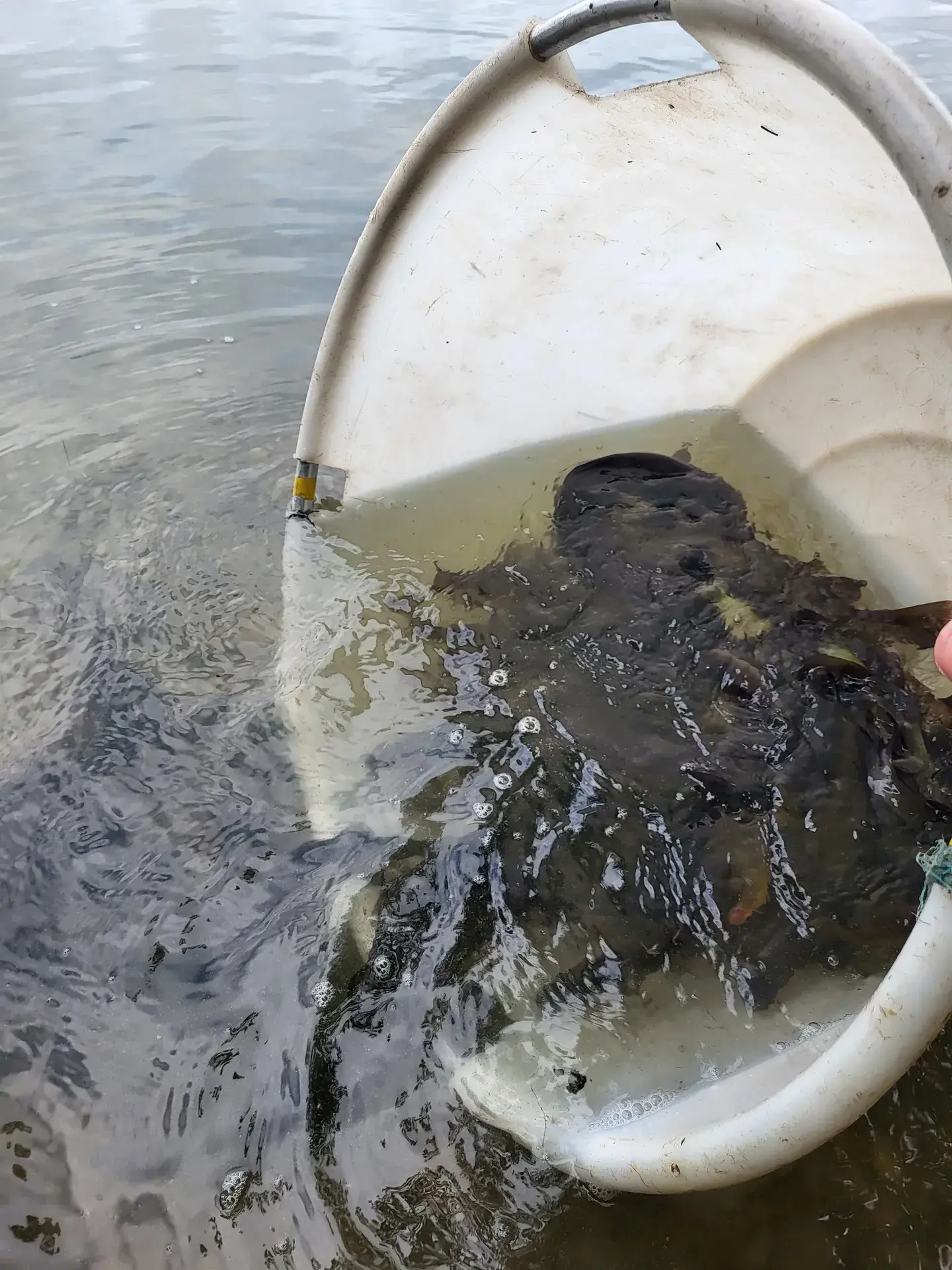Fischbesatz am Vereinsgewaesser mit eingesetzten Fischen
